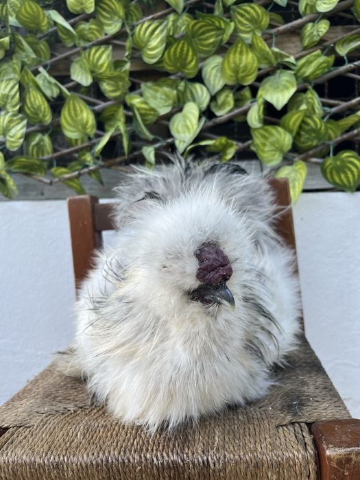 Galos Sedosa do Japao normal e frisado