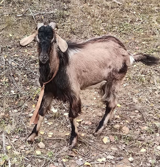 Kozioł cap sprzedam