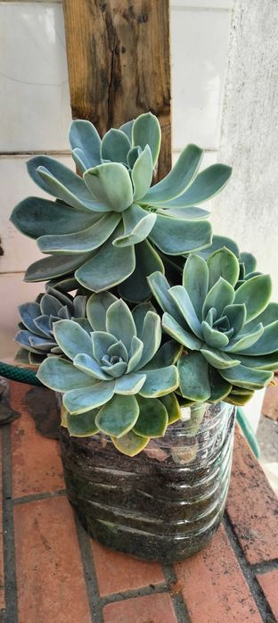 Suculenta familia Echeveria Rockrose