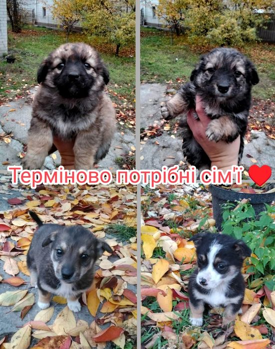 Хлопчики в добрі руки