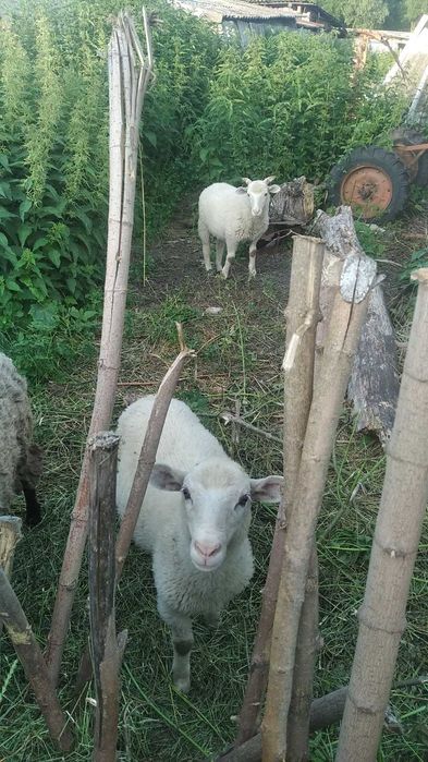 Продам домашніх баранів