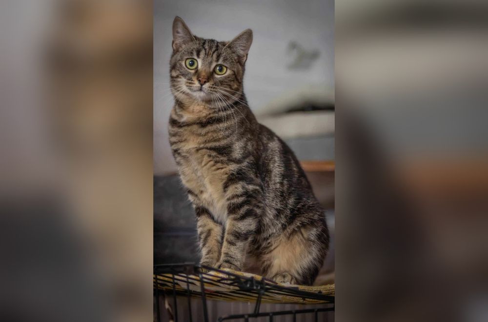 Kochana kotka marzy do domku!