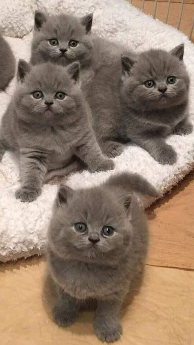 Продам британських котят
