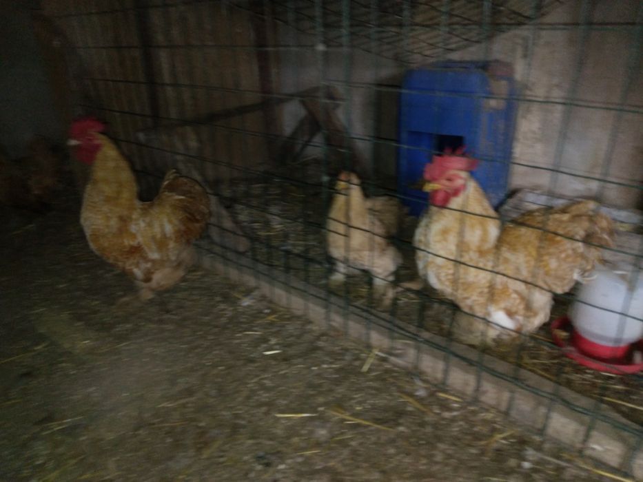 Vendo ,Garnizas pekins