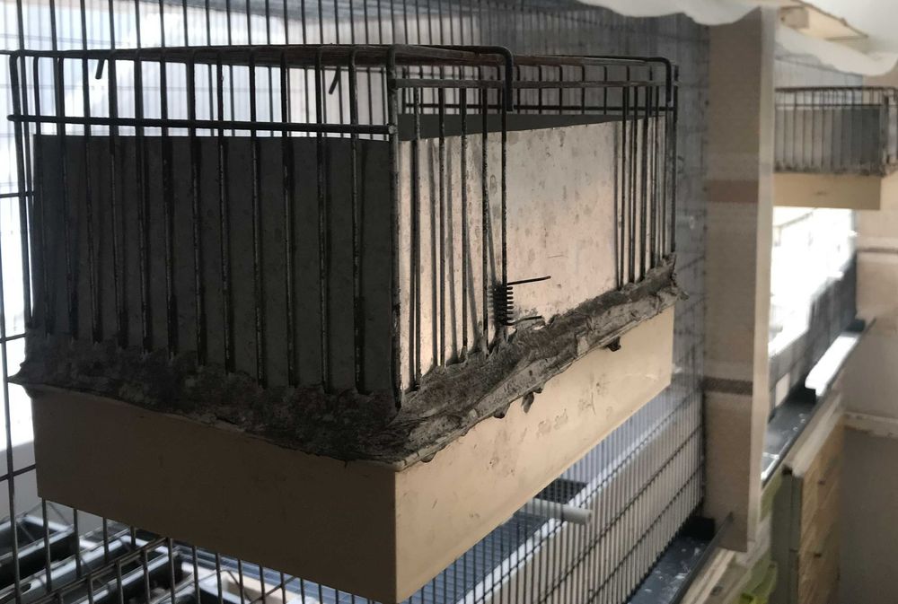 Voadeiras em bom estado zincadas, para os filhos de Canários