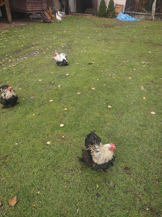 Kochina miniatura koguty