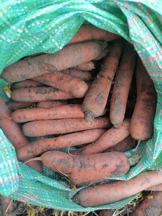 Marchew Odpad prosto od rolnika wysyłka inpost