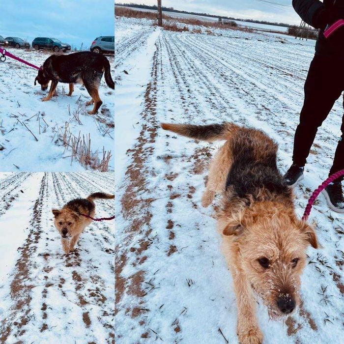 Brutus szuka domu, wspaniały terrier