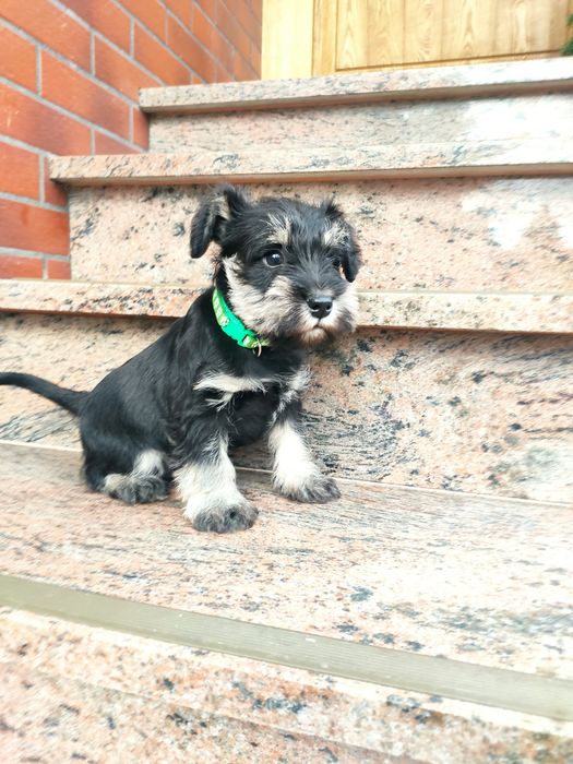 Sznaucer miniaturowy