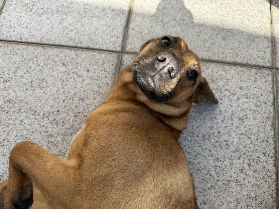 Roxy - adoção responsável