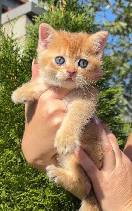 Шотландське кошеня