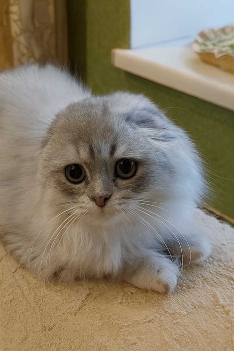 Хайленд фолд, шотландский котенок из питомника