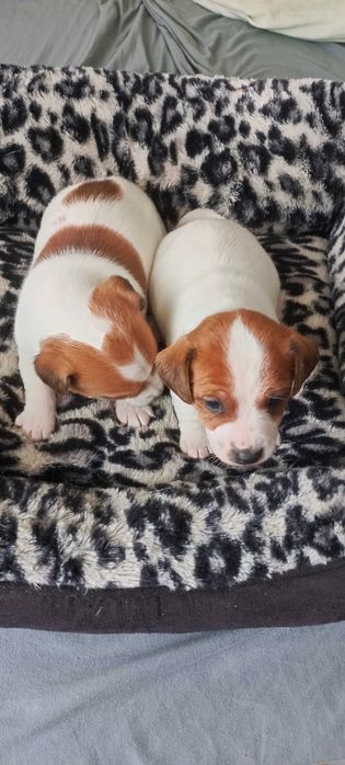 Jack Russell terrier -suczka