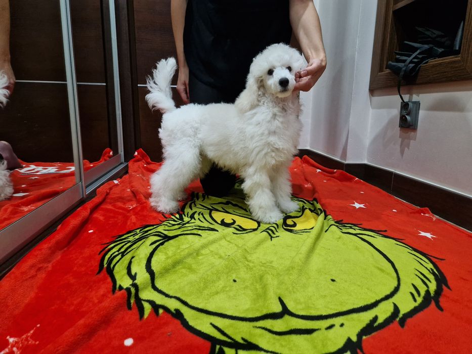 Pudel miniaturowy biały ZKwP FCI