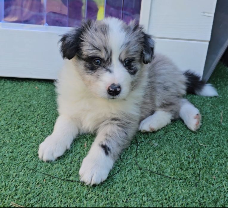 Valentino FCI Zkwp Border Collie