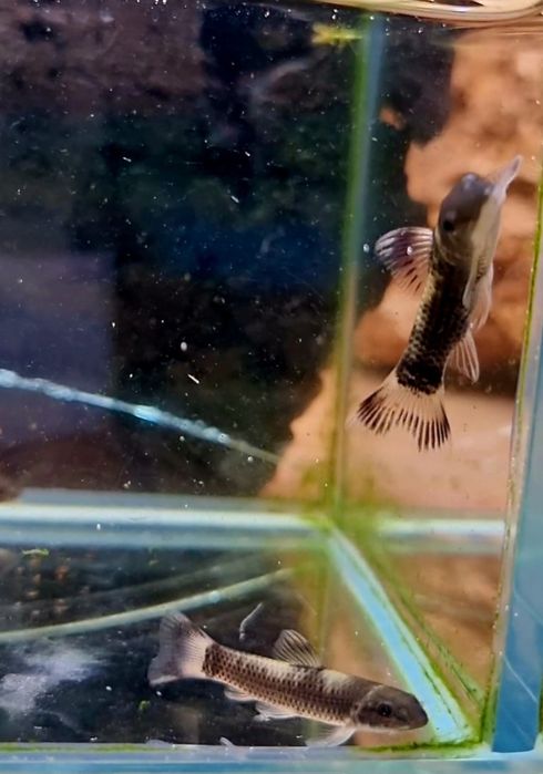 Garra flavatra/ garra panda