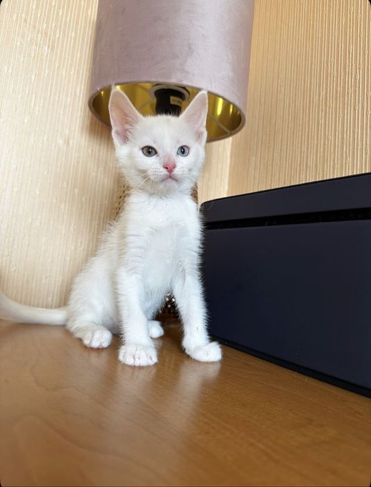 Порода Кхао-Мани,шикарная кошечка!Эксклюзив !