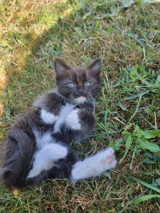 Кошенята у добрі руки