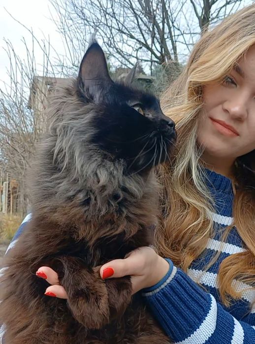 Кошечка Мейн Кун