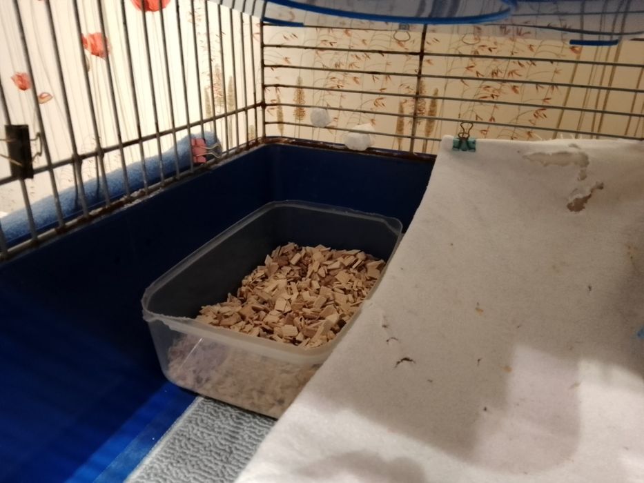 Щепа бука-найкращий наповнювач для щурів, пацючків, дегу,рептилій- 5кг