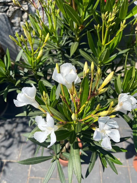 Oleander na pniu biały SOEUR AGNES