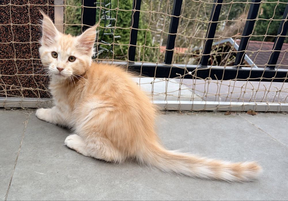 Maine coon - kocurek Yoda