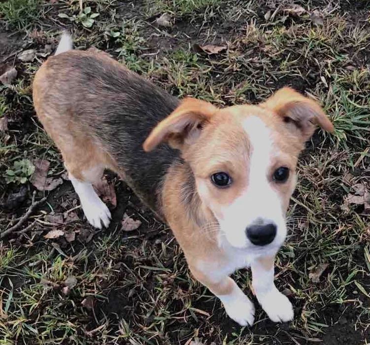 Ця маленька дівчинка-щенятко,