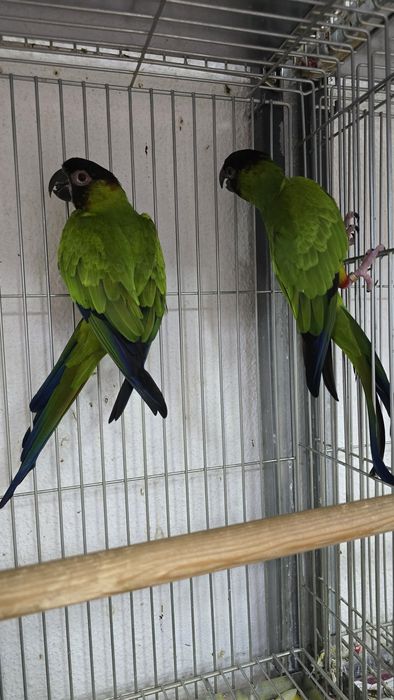 Conures de cabeça preta