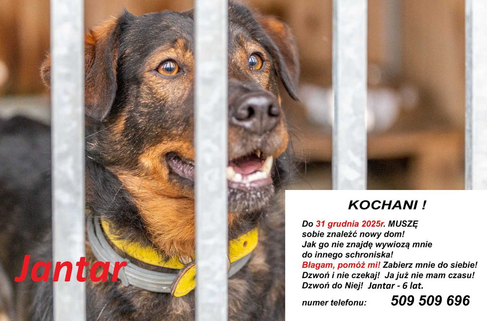 JANTAR, PIES DO PILNEJ ADOPCJI - mamy czas do 31 grudnia 2025r.