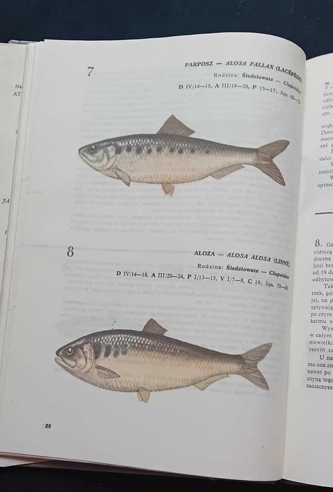 Andrzej Rudnicki. Atlas ryby wód polskich. WSiP, 1989 r. Wydanie V.