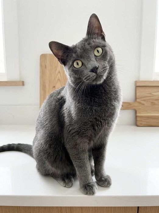 Setúbal / Margem Sul / Lisboa — PRETINHA , gatinha para adoção