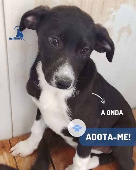 Cachorros de porte medio grande para adoção