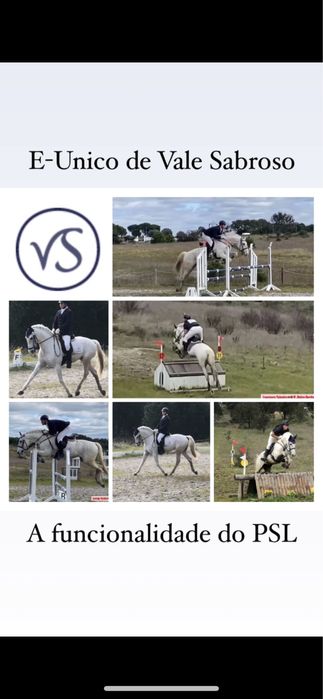 Puro Sangue Lusitano de desporto