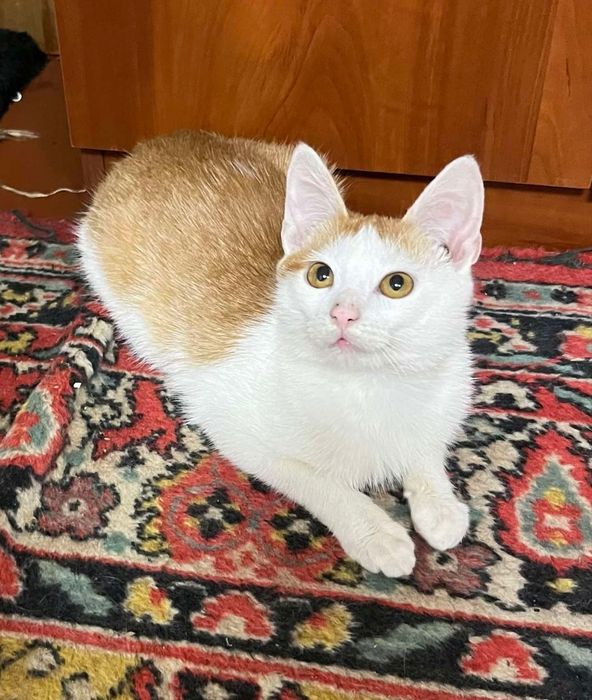 Отдам котёнка-мальчика