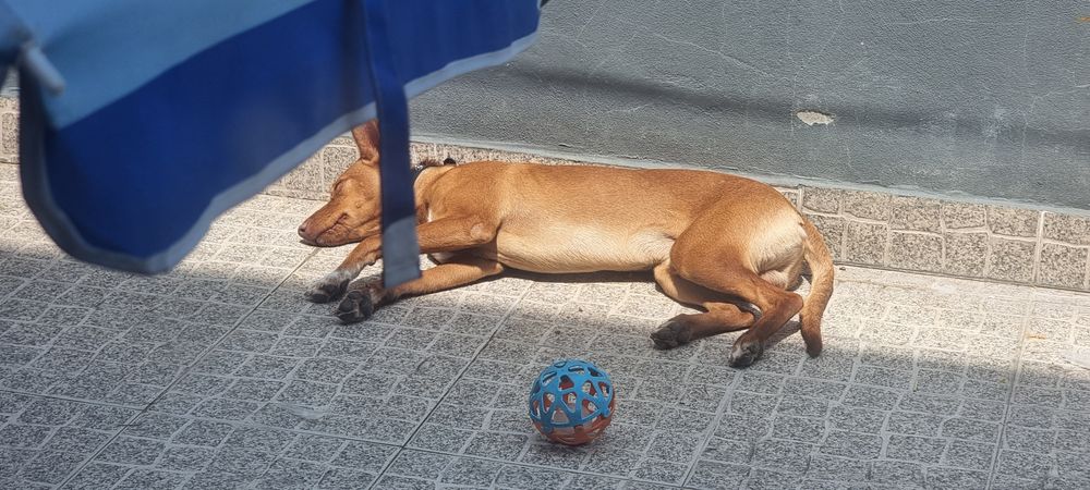 Dou o meu Pequeno Pluto.