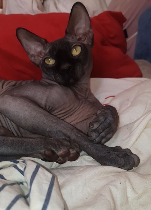 Черный канадский сфинкс ждет кошек в гости