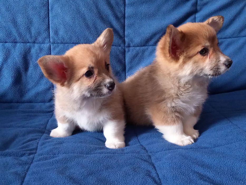 Дівчата коргі пемброк