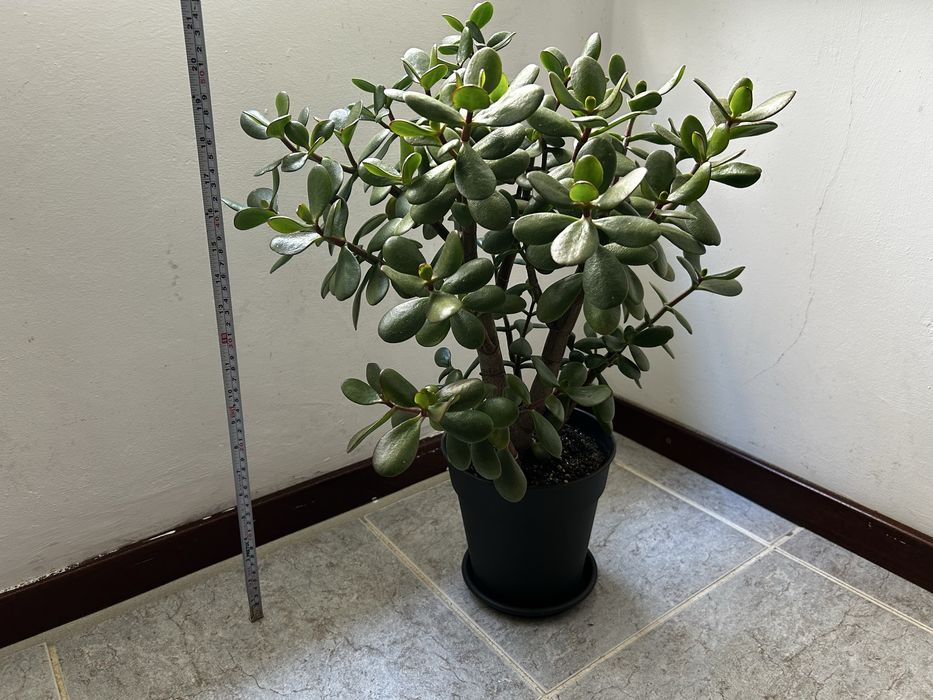 Planta Jade - 55 cm altura