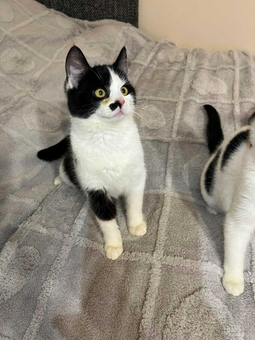 Mały słodziak kocurek FERRERO szuka domku!