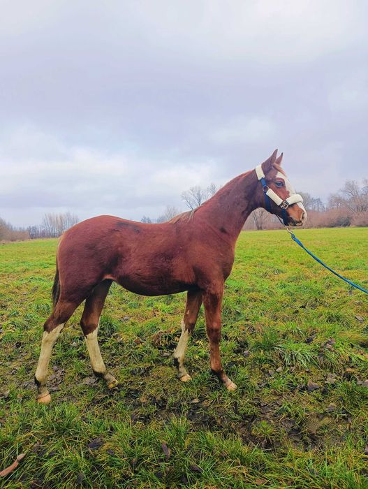 Pięknie malowany ogierek