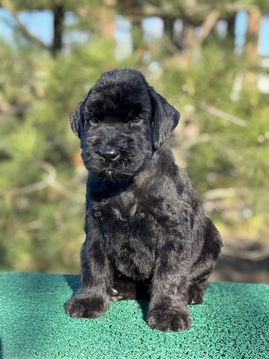 Резерв щенка ризеншнауцера