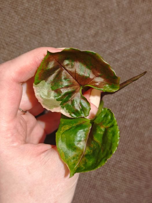Syngonium Strawberry Ice - sadzonka szczytowa