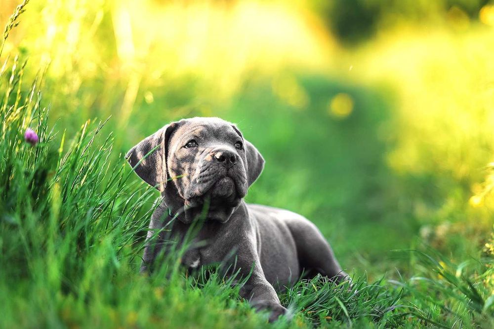 Дівчатка Кане Корсо-клас.