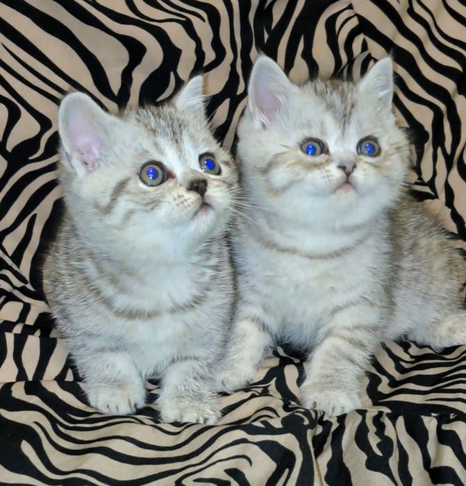 Шотландские прямоухие котята