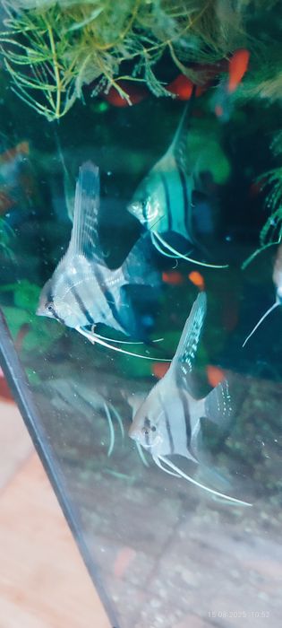 Скалярия Рио Нанай голубовато -зеленая