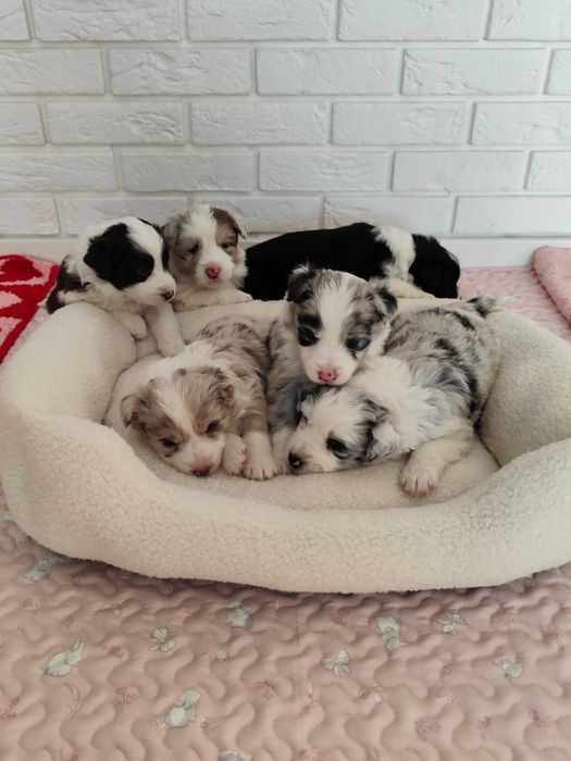 Border collie. Szczeniak. Badania