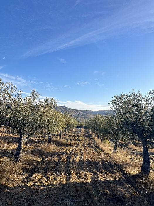 Azeite biologico de producão própria