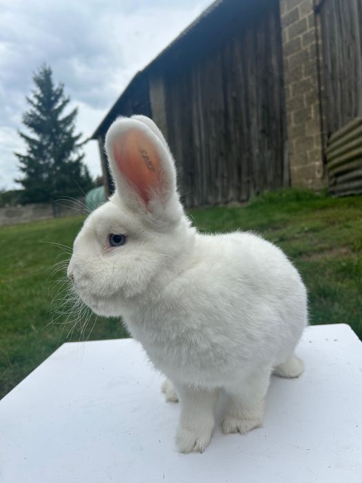 Samiec Wiedeński Biały