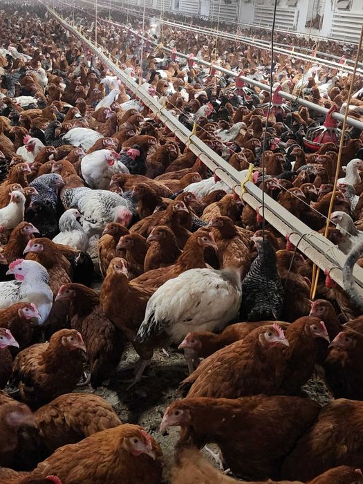 Kury nioski młode Rosa Leghorn Messa z pierwszym jajkiem. Dowóz Gratis