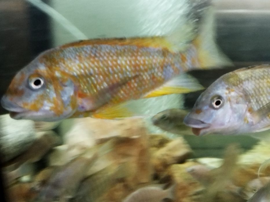 Petrochromis kasumbe kibige tanganika dzikie dorosłe